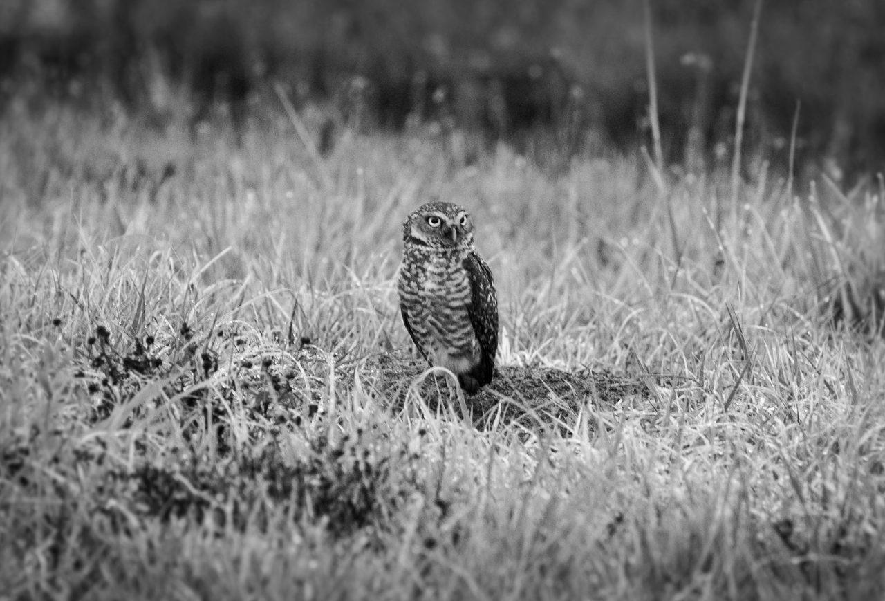 Burrowing Owl by Dustin Angell