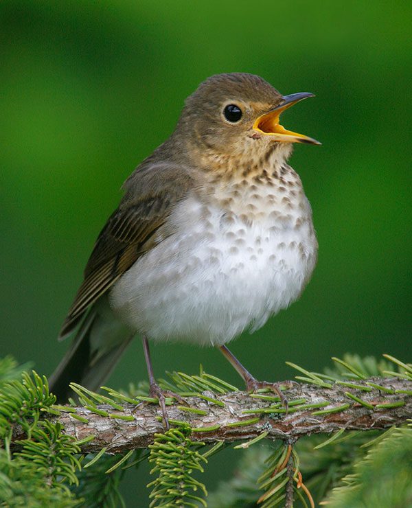 Swainson’s Thrush by Brian Small