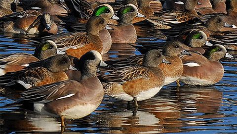 A gathering of Wigeons by Todd & Conni Katke