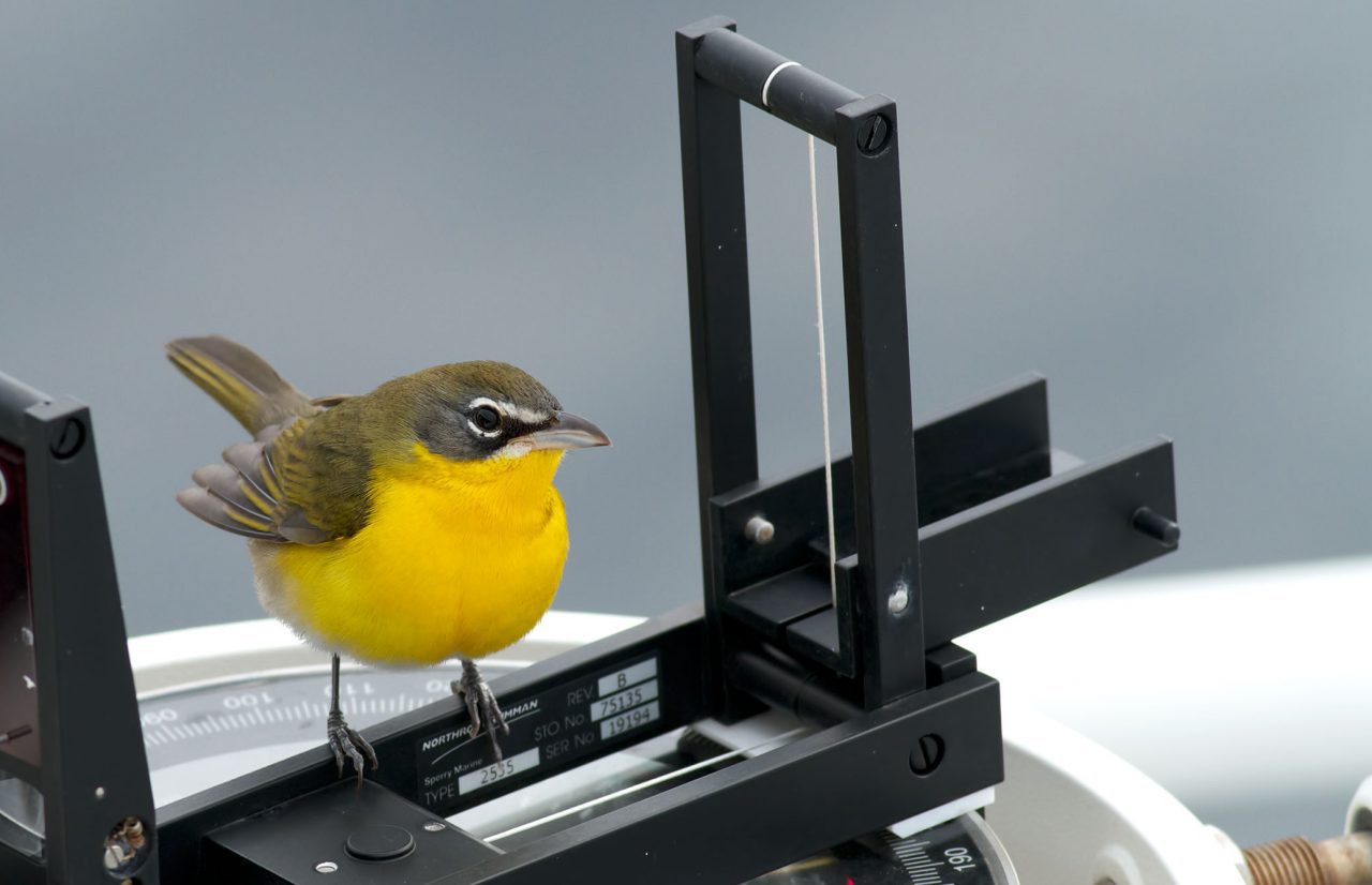 This Yellow-breasted Chat made a migratory rest stop on a compass aboard a ship at sea in the Atlantic Ocean. Photo by Tom Johnson