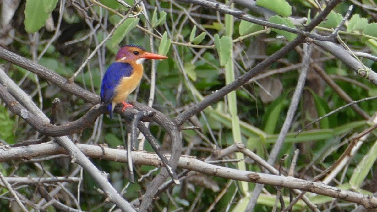 African Pygmy Kingfisher by Hugh Powell.