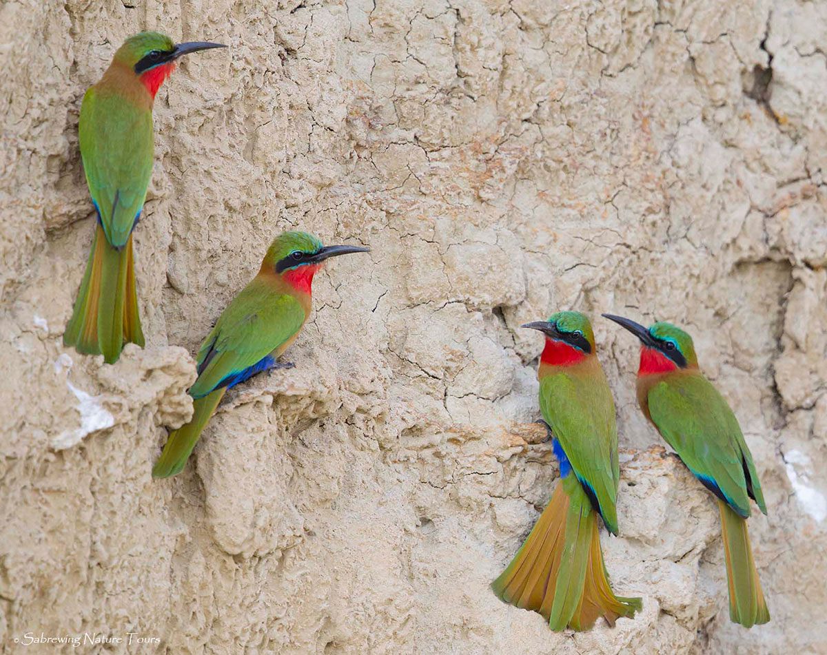 red-throated bee-eaters by Brian Zweibel