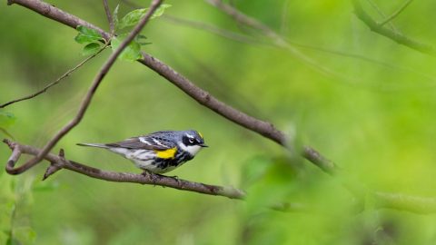 Yellow-rumped Warbler by Ray Hennessy.