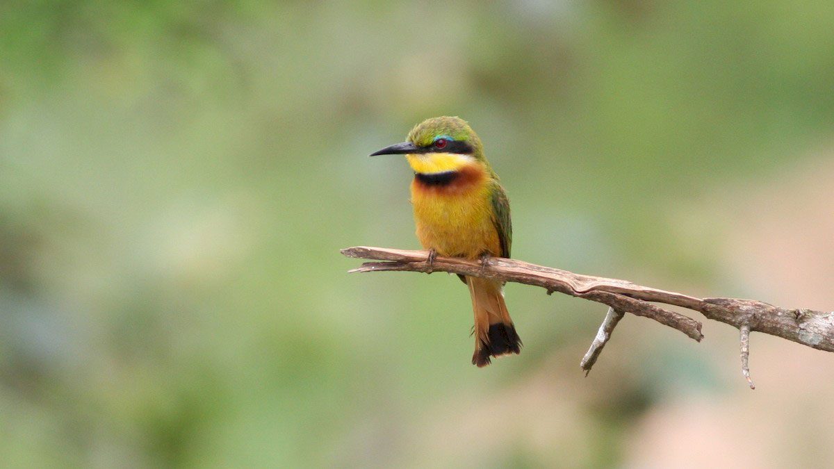 Little Bee-eater by Nate Swick