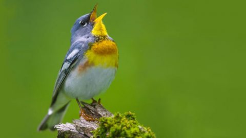 Northern Parula by Brian Small