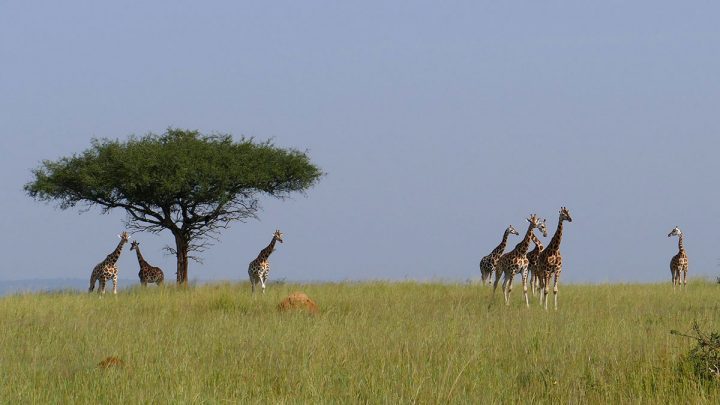 Rothschild's giraffes by Hugh Powell
