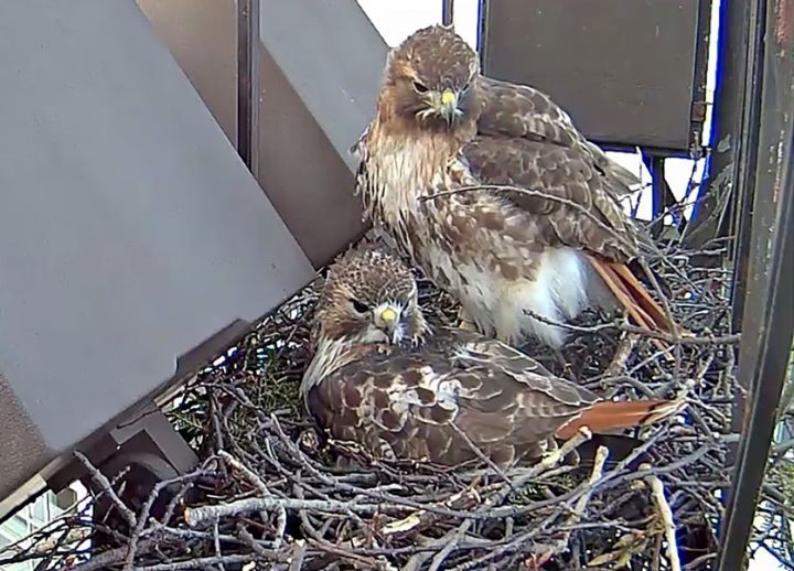 Ezra (sitting) and his mate Big Red raised 15 chicks in the five years that they were on Bird Cams.