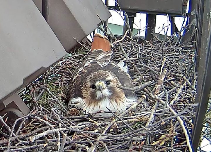 After eggs were laid, Big Red and Ezra (pictured) took turns sitting on the eggs so that the other could hunt for food.