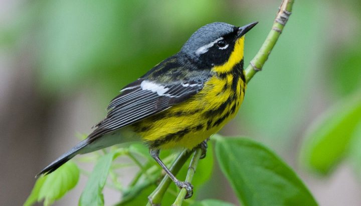 Magnolia Warbler by David Disher/Macaulay Library