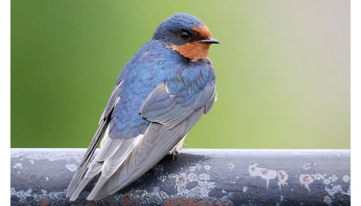 Barn Swallow by Tim Avery/Macaulay Library