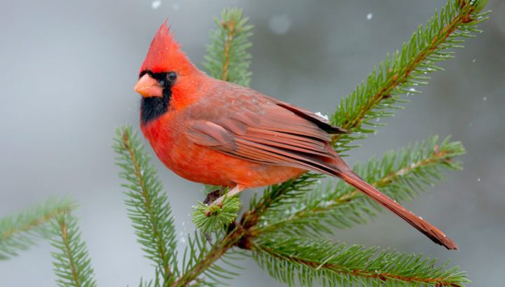 Northern Cardinal by Corey Hayes via Birdshare