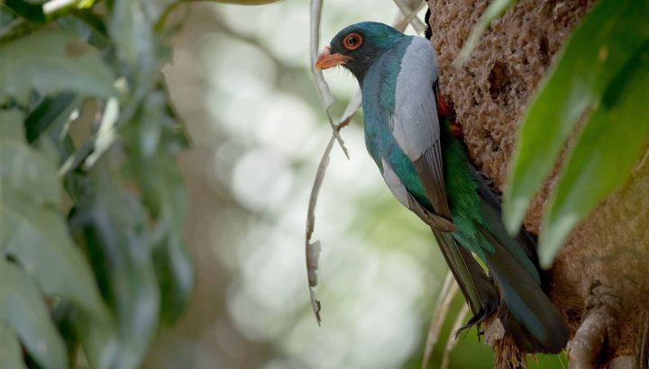 Slaty-tailed Trogon in Guatemala by Ian Davies.