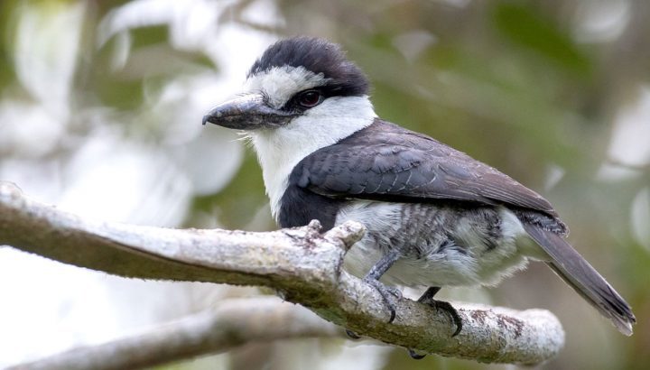 White-necked Puffbird in Guatemala- by Ian Davies.