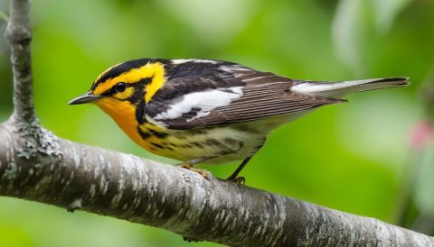 Blackburnian Warbler by Alix d'Entremont/Macaulay LIbrary.