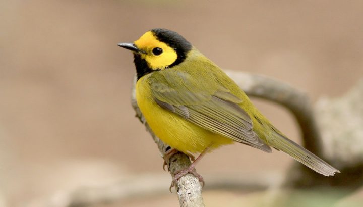 Hooded Warbler by Eric Lipton/Macaulay Library