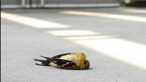American Goldfinch dead from window strike