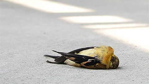 american goldfinch killed by window strike