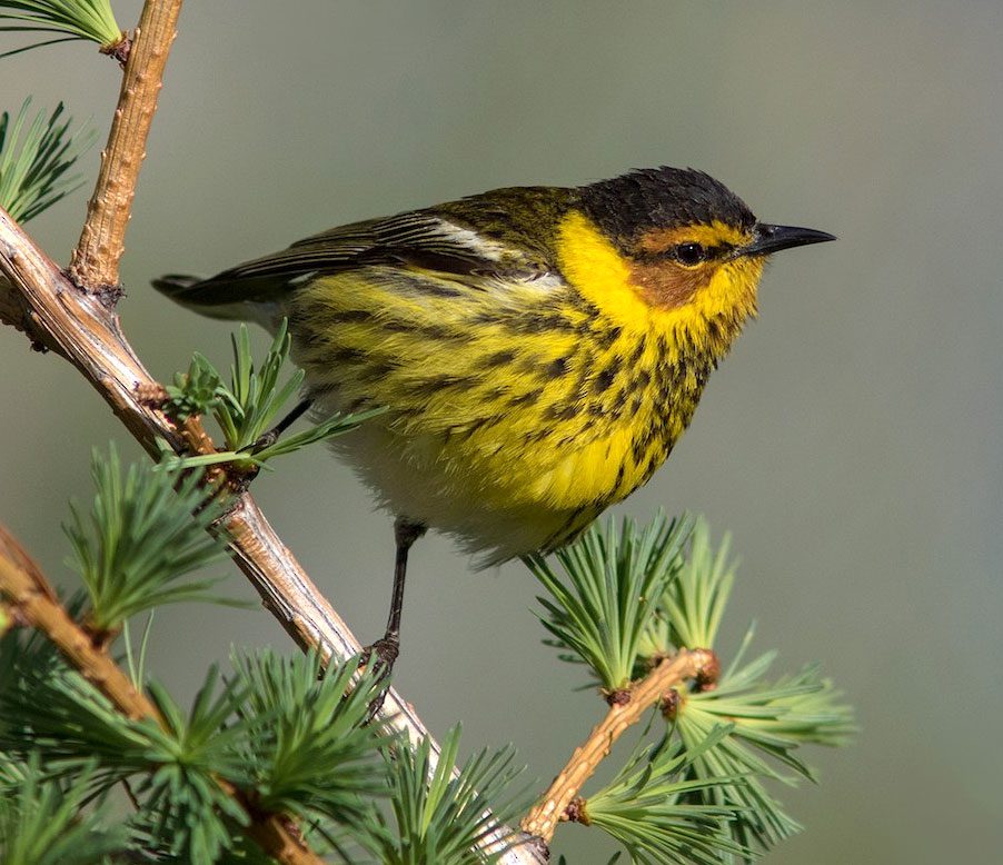 Cape May Warbler by Suzanne Labbé/Macaulay LIbrary
