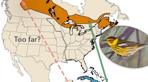 Cape May Warbler: Toews map to boreal