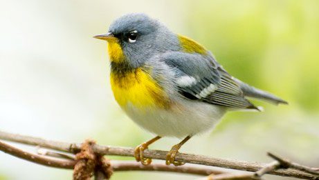 NOrthern Parula by Tyler Ficker/Macaulay Library
