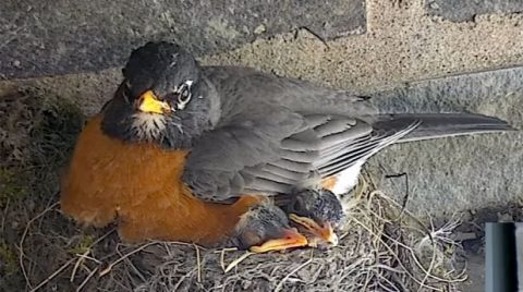 American Robin nest on Bird Cams