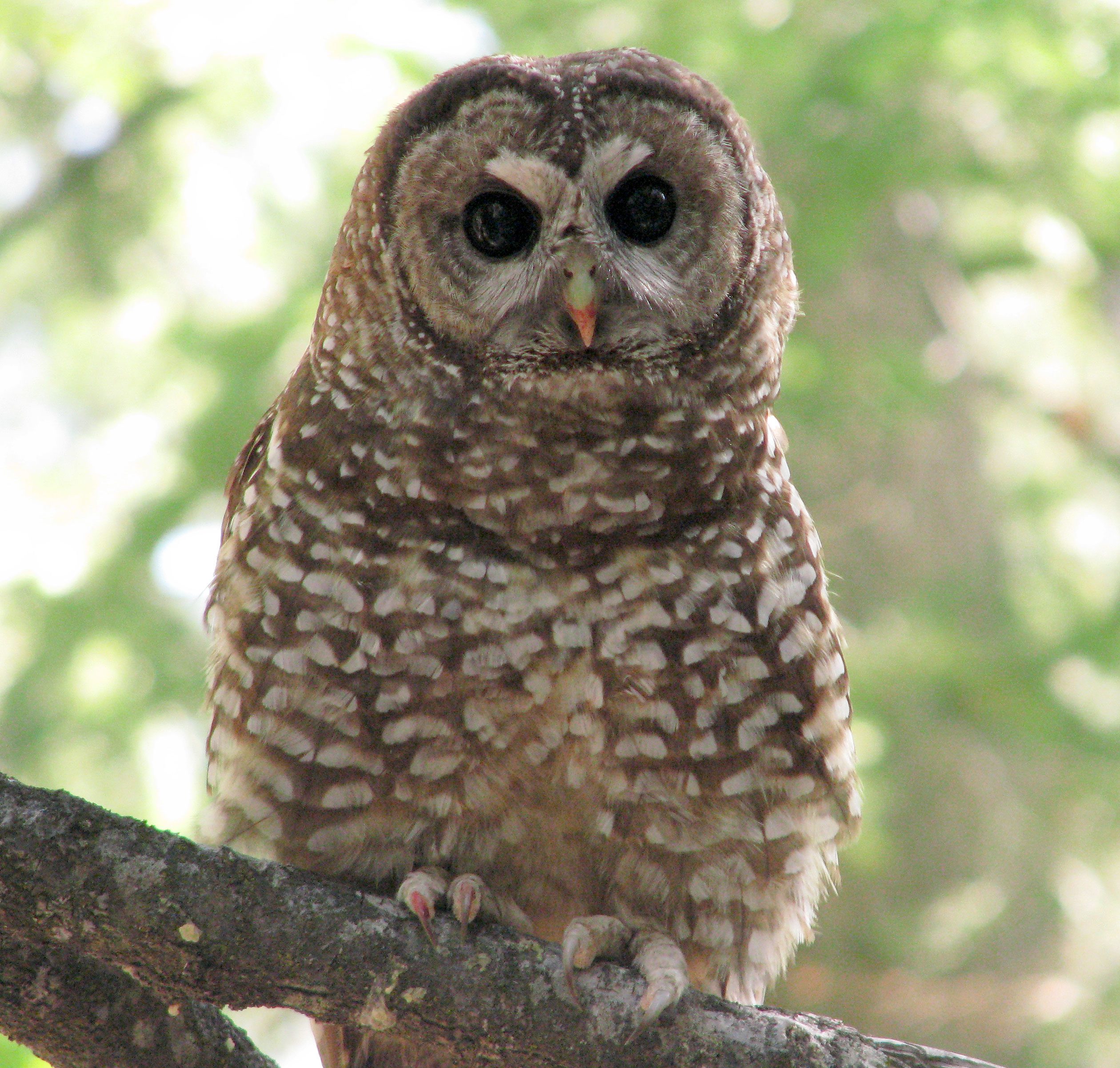 Spotted Owl from the study . Photo by S. Eyes.