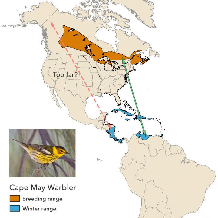 Cape May Warbler migration route. Photo by Chris WOod.