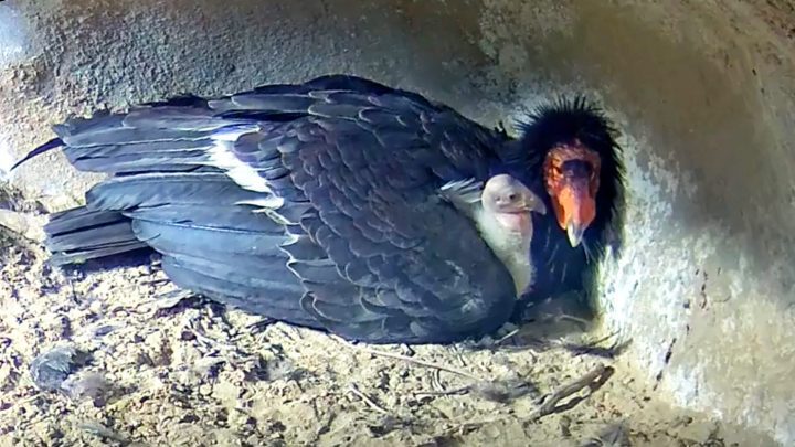 California Condor and chick at nest