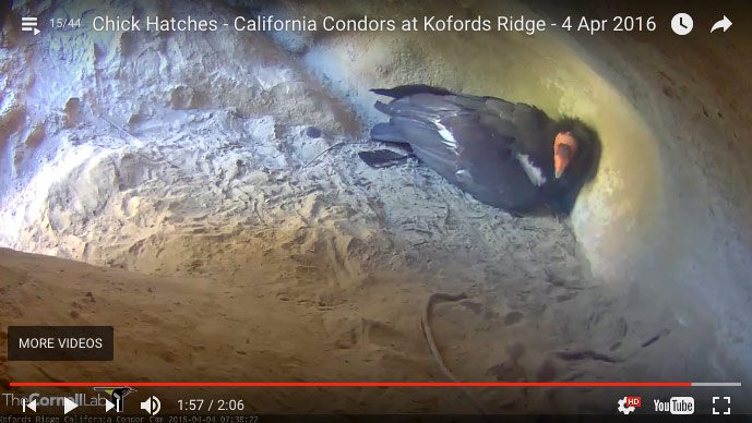 thumbnail of condor nest cam video