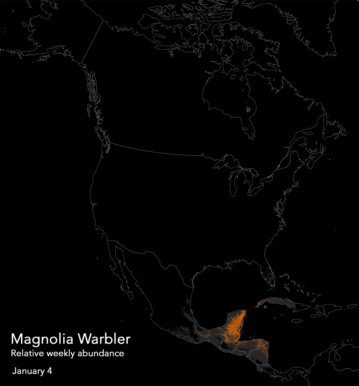 magnolia warbler animated map