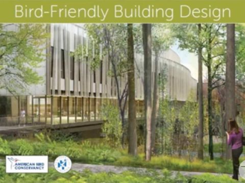 building and trees, with words Bird-Friendly Building Design
