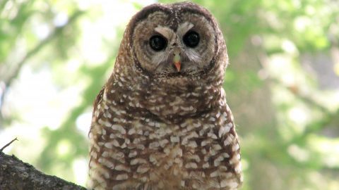 Spotted Owl from the study is attached (credit S. Eyes)