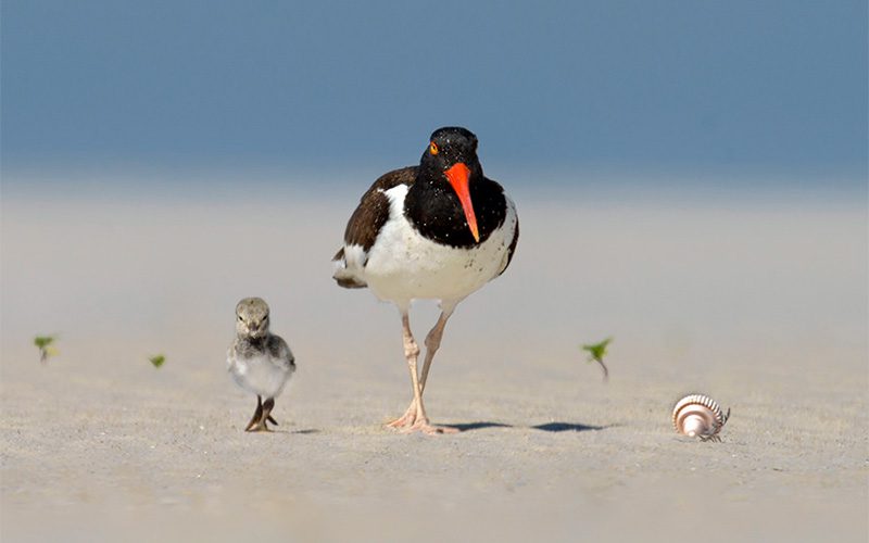 American Oystercatcher and chick by B.N. Singh
