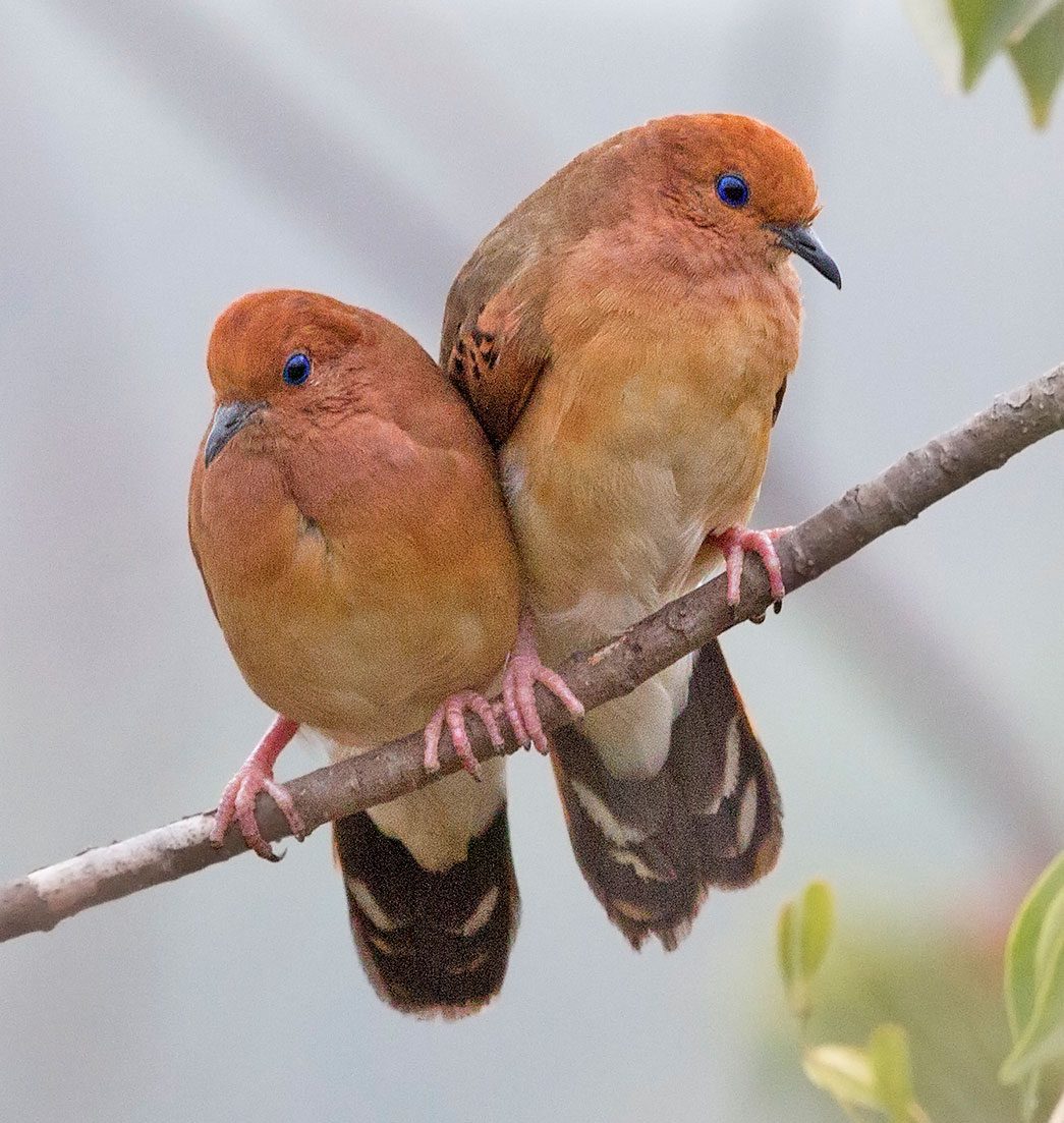 The Blue-eyed Ground-Dove was rediscovered in Brazil in 2015 after a 74-year absence from the scientific record. It was rediscovered more than 600 miles away from where it had last been seen in 1941. Photo by Rafael Bessa.