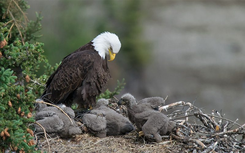 Bald Eagle and nestlings by Keith Williams