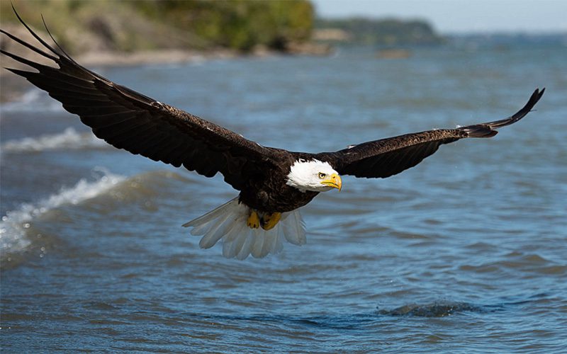 Bald Eagle by Susan Newgewirtz via Birdshare