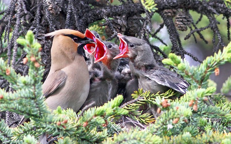 Bohemian Waxwing feeding several nestlings by Andrew Spencer.