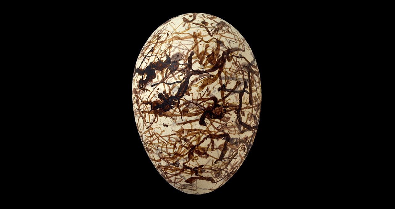 The intricate squiggles of the Great Bowerbird egg make it stunningly beautiful. Photo by John Weinstein, © 2014 The Field Museum. Egg from the collection of the Western Foundation of Vertebrate Zoology.