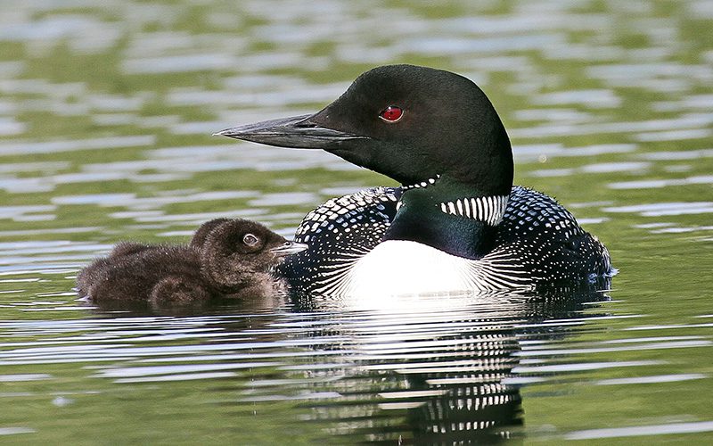 Common Loon with chicks by John Pizniur.