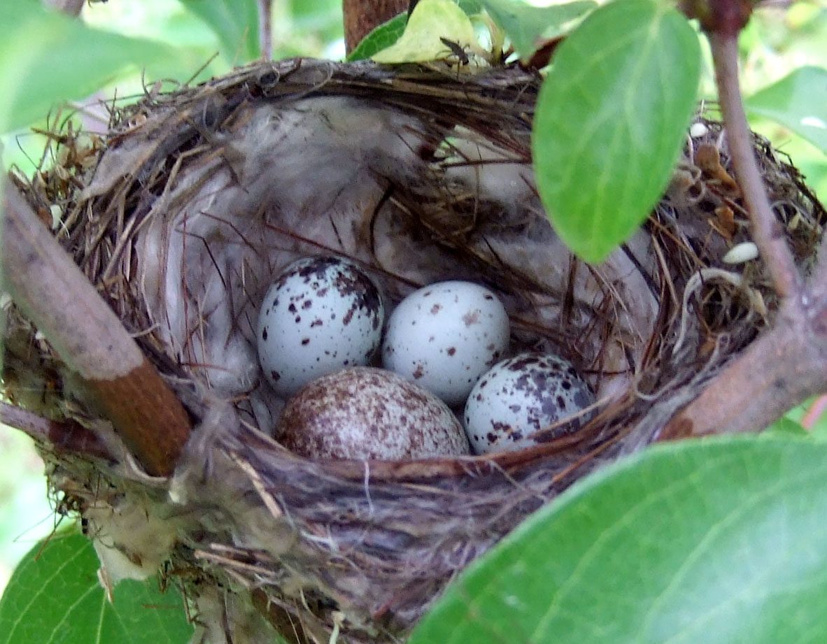 A cowbird egg stands out in a Yellow Warbler nest. Photo by Stylurus via Birdshare