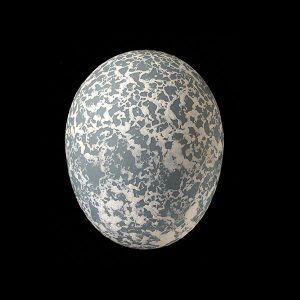 The white deposits on the exterior of this Guira Cuckoo egg resemble the surface of the moon. Photo by John Weinstein, © 2014 The Field Museum.