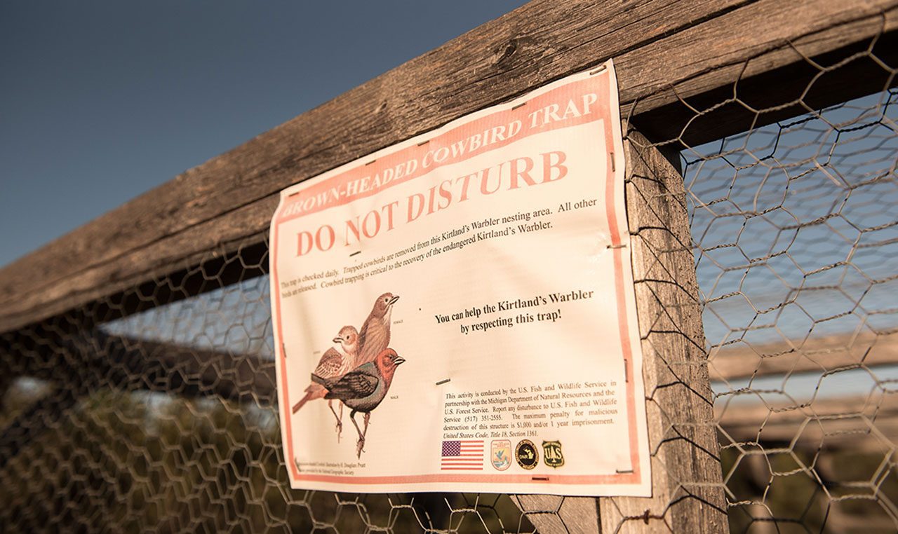 Trapping and removal of Brown-headed Cowbirds—a nest parasite that lays its eggs in other species’ nests—has been a key component of reducing the threats to Kirtland’s Warbler breeding success. The average output of Kirtland’s young per nest has tripled since the program began. But at a price tag of $100,000 per year, the continuation of cowbird trapping is uncertain if funding is reduced due to Kirtland’s Warbler delisting. Photo by Craig Watson.