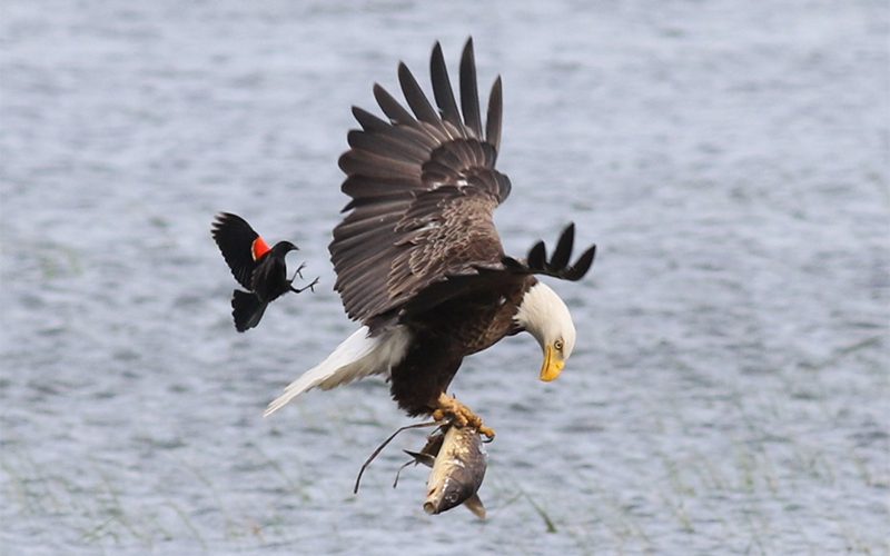 Red-winged Blackbird attacks a Bald Eagle. Photo by Margaret Viens/Macaulay Library