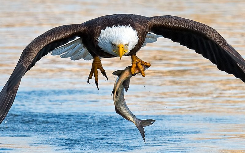 Bald Eagle with fish by Brian Kushner via Birdshare
