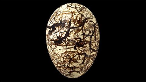 The intricate squiggles of the Great Bowerbird egg make it stunningly beautiful. Photo by John Weinstein, © 2014 The Field Museum. Egg from the collection of the Western Foundation of Vertebrate Zoology.