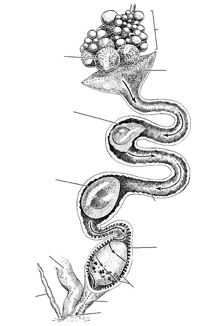 The production process of eggs resembles a miniature assembly line inside a female bird. Eggs receive their signature color and patterning during the last few hours before they are laid. Graphic from Handbook of Bird Biology, 2nd edition.