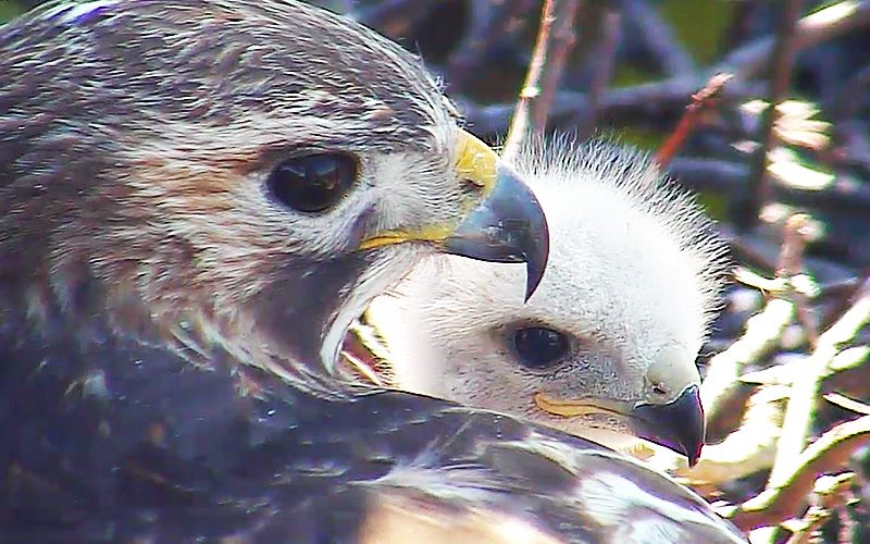 Red-tailed Hawk "Ezra" with one of his offspring. Cornell Lab Bird Cams.