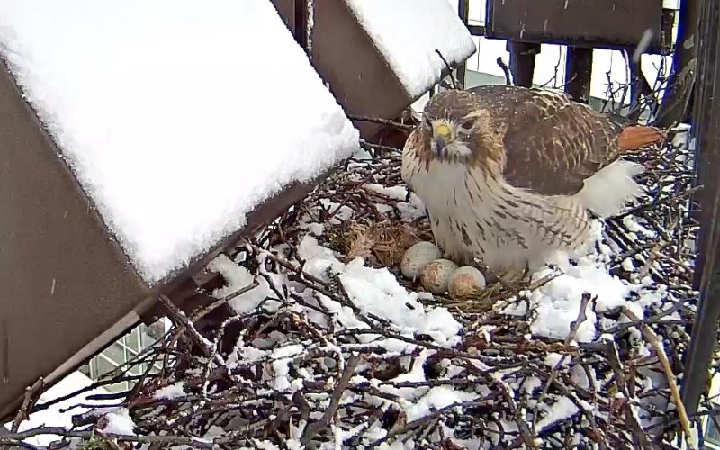 Red-tailed Hawk "Ezra" with eggs in snow from Cornell Lab Bird Cams.