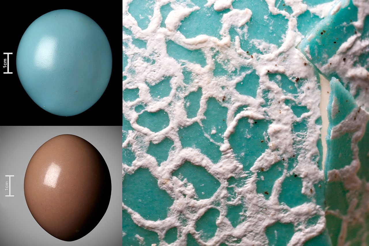 Left: The eggs of the Black Tinamou (top) and the Red-winged Tinamou (bottom) get their high-gloss shine from a protein-based coating. Right: Guira Cuckoo egg background colors range from gray to the lovely turquoise shade shown here. Note along the broken edge, the turquoise color is not just deposited on the surface but permeates the entire shell. Photos of tinamou eggs by John Weinstein © 2014 The Field Museum. Cuckoo egg by Paula and Michael Webster