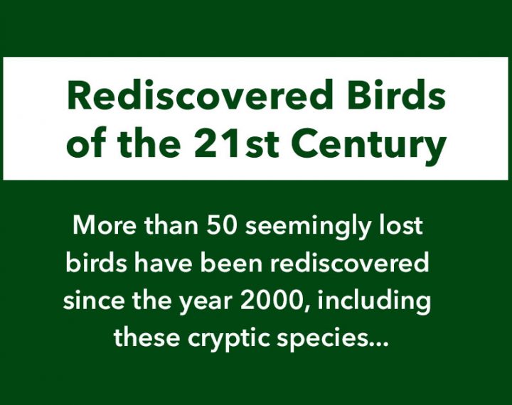 Rediscovered Birds of the 21st Century